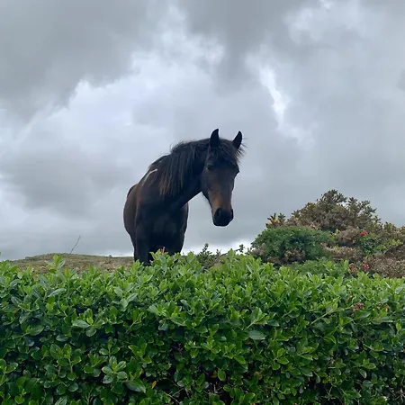 Farm - Shamrock By Trident Homes Ventry